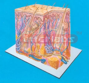 BIG HEALTH STRUCTURE MODEL OF THE HUMAN SKIN